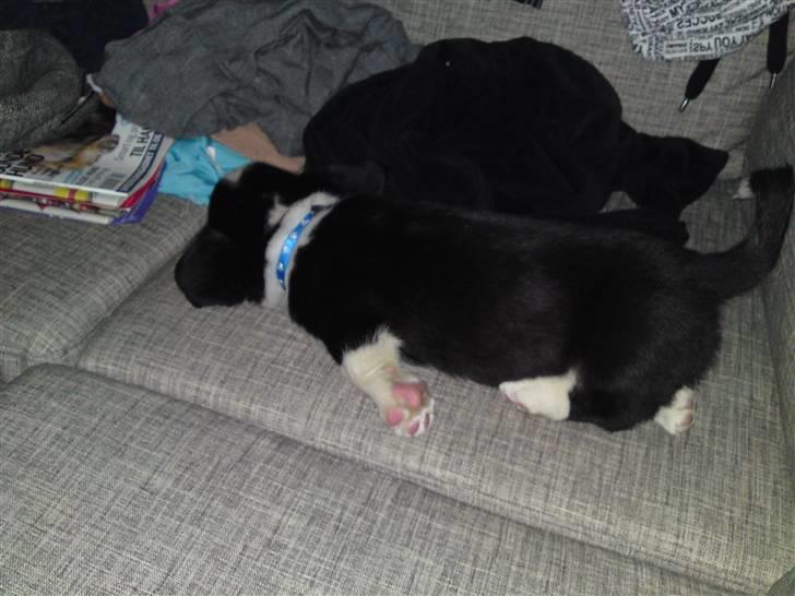 Welsh corgi cardigan Smarti`s Flying Flat Foot billede 7