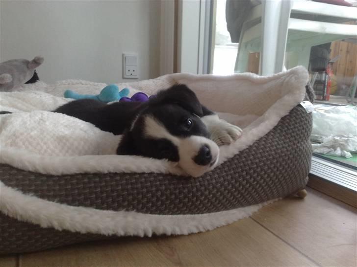 Welsh corgi cardigan Smarti`s Flying Flat Foot billede 8