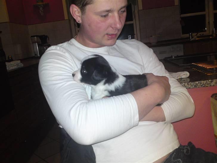 Welsh corgi cardigan Smarti`s Flying Flat Foot billede 9