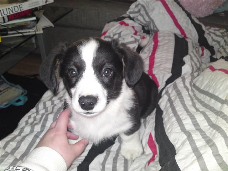 Welsh corgi cardigan Smarti`s Flying Flat Foot billede 10