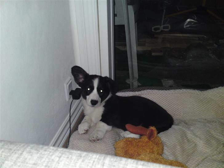 Welsh corgi cardigan Smarti`s Flying Flat Foot billede 11