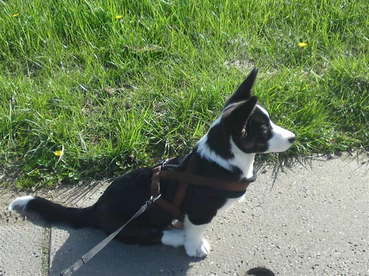 Welsh corgi cardigan Smarti`s Flying Flat Foot billede 12