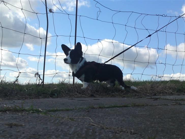 Welsh corgi cardigan Smarti`s Flying Flat Foot billede 13