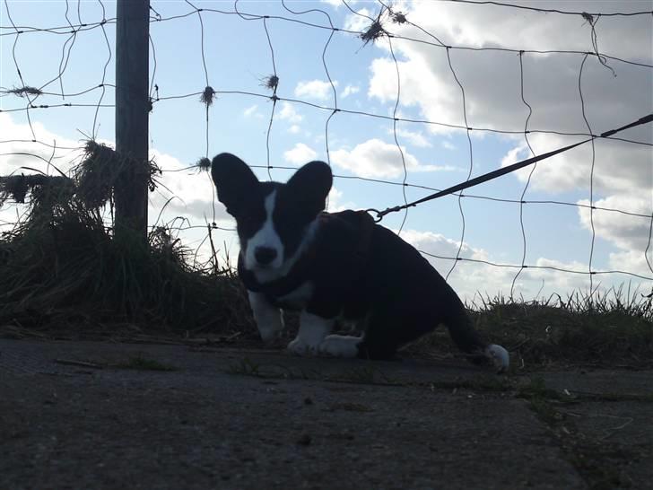 Welsh corgi cardigan Smarti`s Flying Flat Foot billede 14