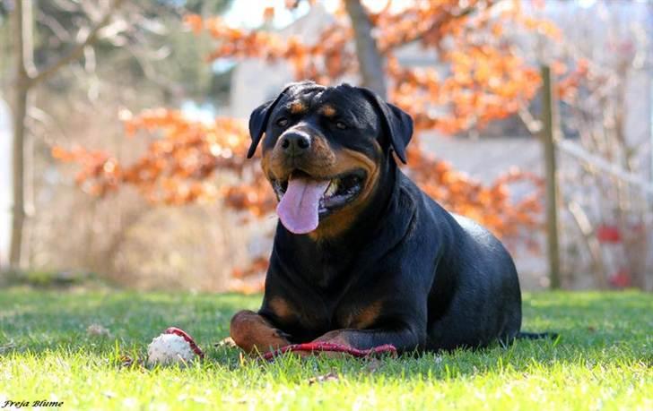 Rottweiler Vom Hause Wenorra Fadia - 23 mdr.. 9 April 2011 billede 38