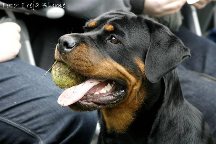 Rottweiler Vom Hause Wenorra Fadia - 16 maj 2010 billede 39