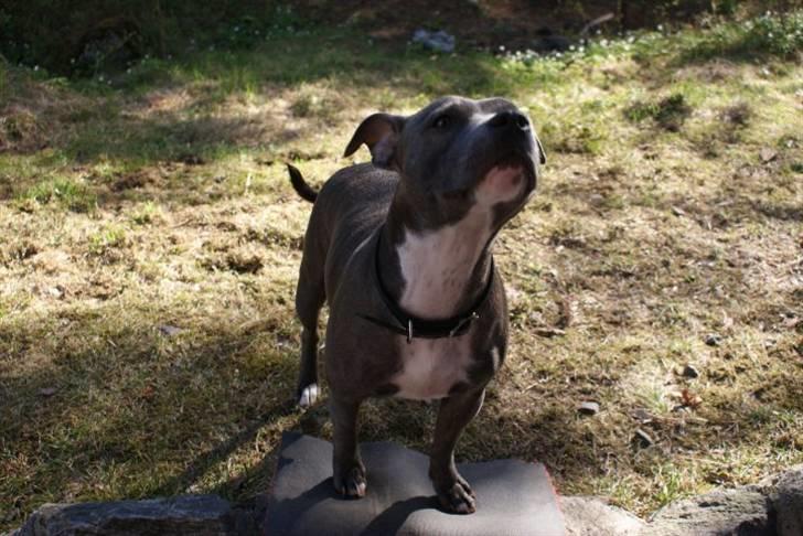 Staffordshire bull terrier Miss Silver Tinkle billede 3