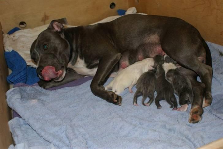 Staffordshire bull terrier Miss Silver Tinkle billede 4