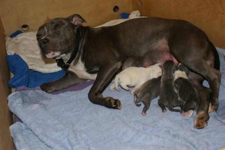 Staffordshire bull terrier Miss Silver Tinkle billede 5