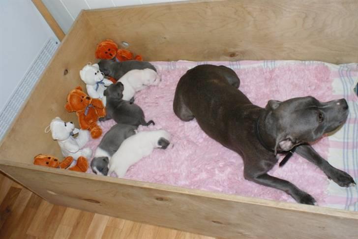 Staffordshire bull terrier Miss Silver Tinkle billede 6