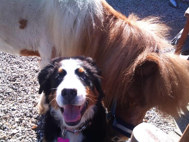 Berner sennenhund Bertha - zippo er min gode ven :) billede 10