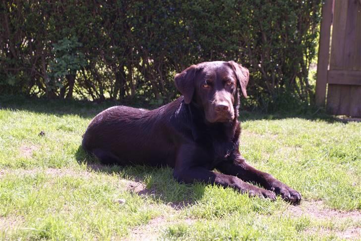 Labrador retriever Canto  billede 1