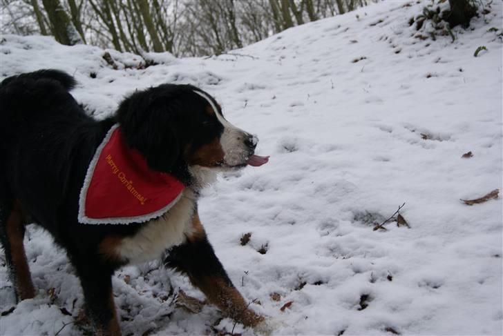 Berner sennenhund Bertha - mmh sne! billede 11