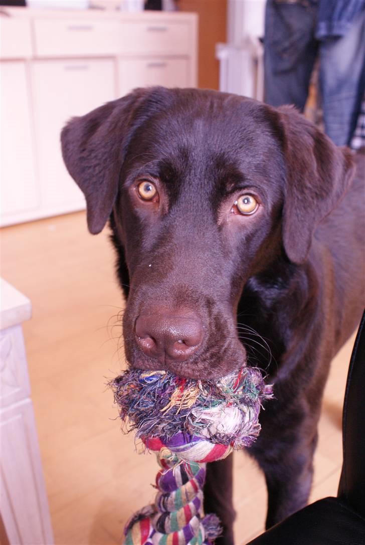 Labrador retriever Canto  billede 2