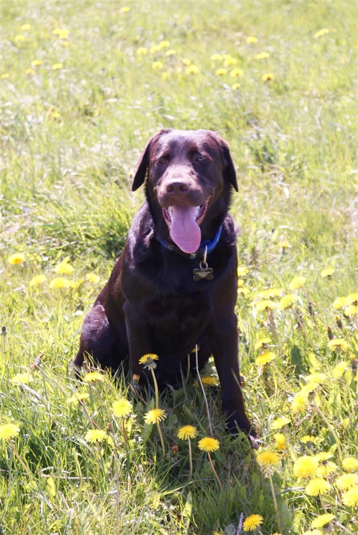 Labrador retriever Canto  billede 3