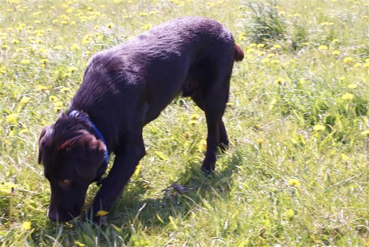 Labrador retriever Canto  billede 4