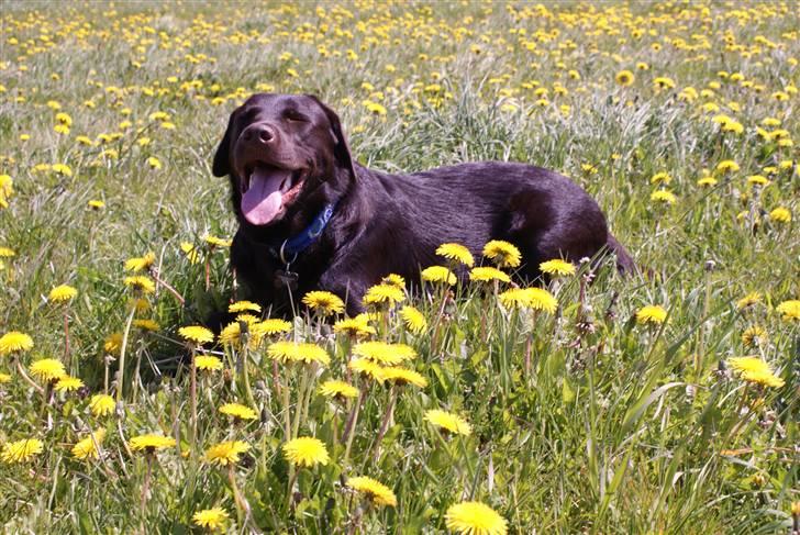 Labrador retriever Canto  billede 5