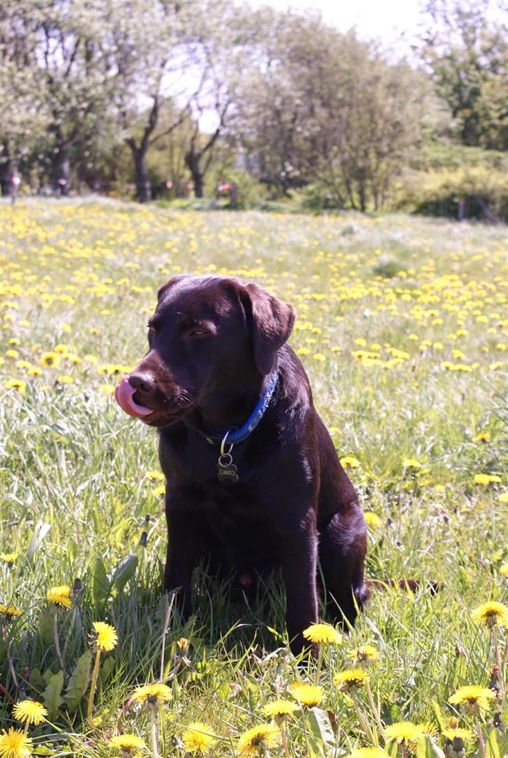 Labrador retriever Canto  billede 6