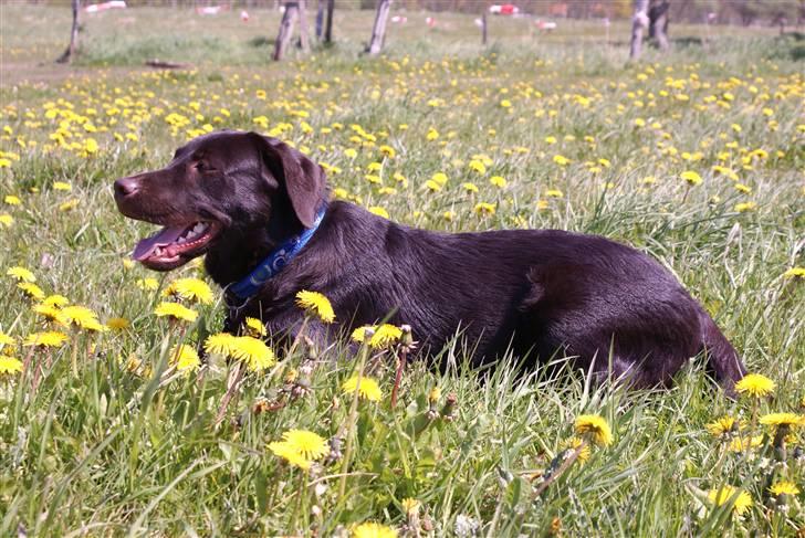 Labrador retriever Canto  billede 7