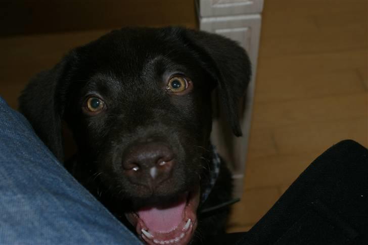 Labrador retriever Canto  billede 8