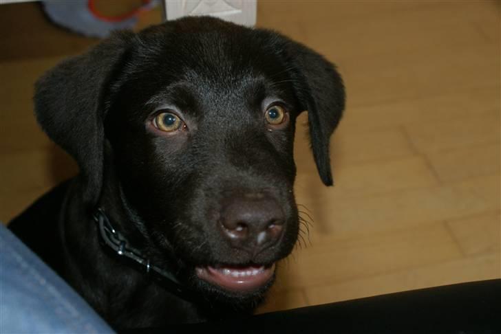 Labrador retriever Canto  billede 9