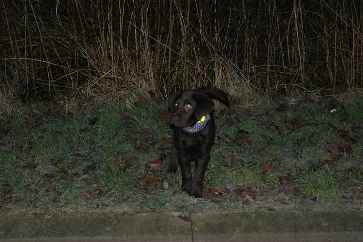 Labrador retriever Canto  billede 10