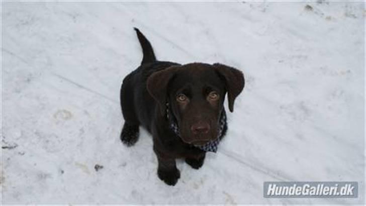 Labrador retriever Canto  billede 11