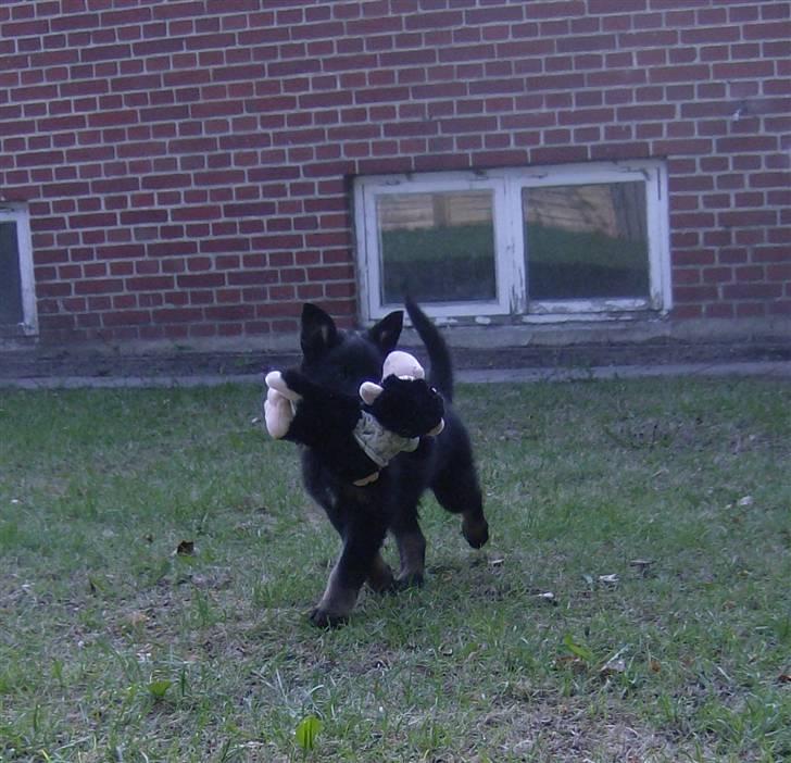 Schæferhund To-Fast Xanto billede 1