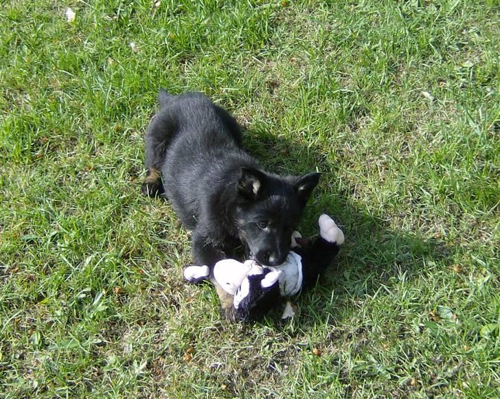 Schæferhund To-Fast Xanto billede 2