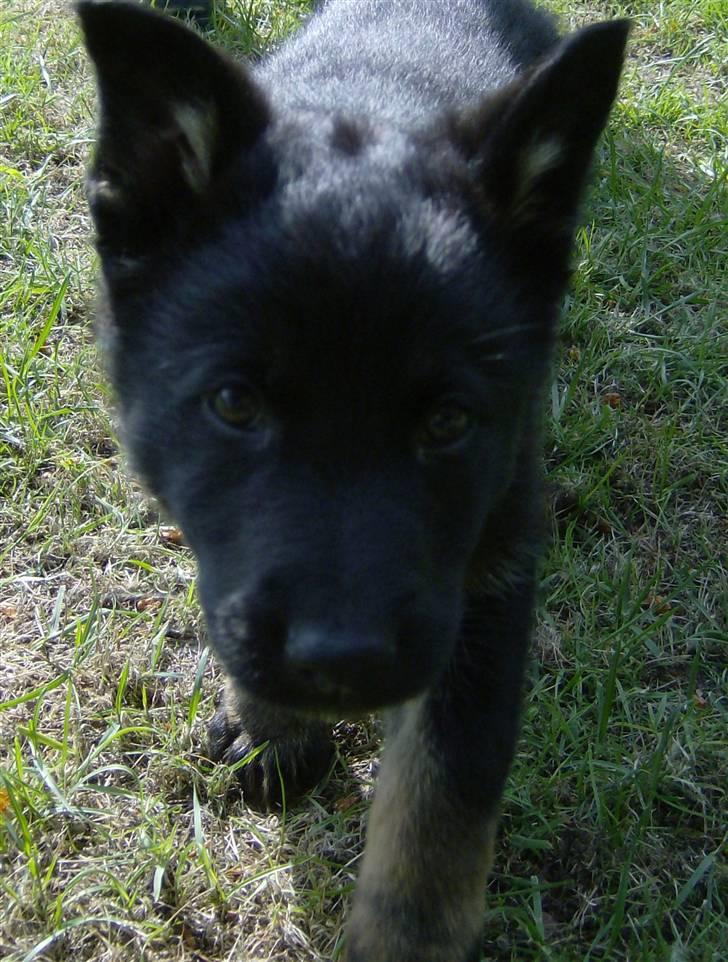 Schæferhund To-Fast Xanto billede 3