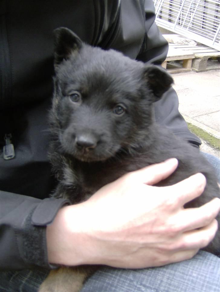 Schæferhund To-Fast Xanto billede 4