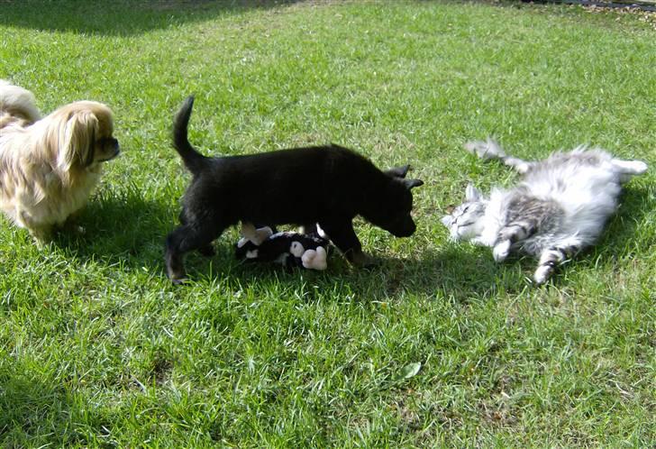 Schæferhund To-Fast Xanto billede 5