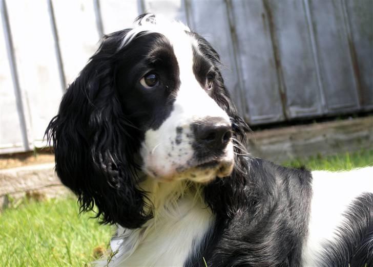 Cocker spaniel Lady billede 5