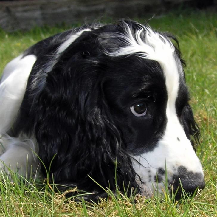 Cocker spaniel Lady billede 14