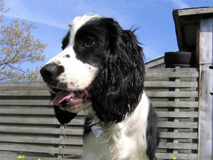 Cocker spaniel Lady billede 6