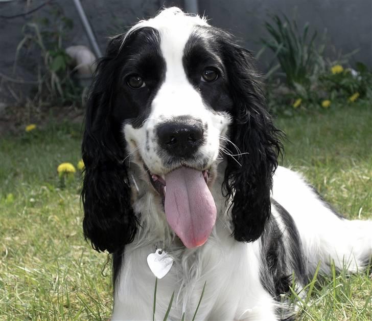 Cocker spaniel Lady billede 15