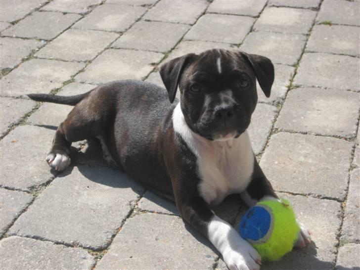 Staffordshire bull terrier Tøsen  - 11 uger billede 13