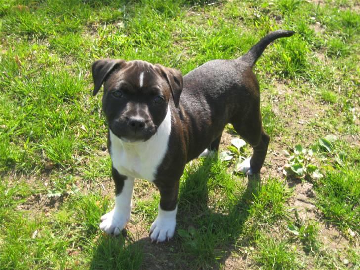 Staffordshire bull terrier Tøsen  - 11 uger billede 14