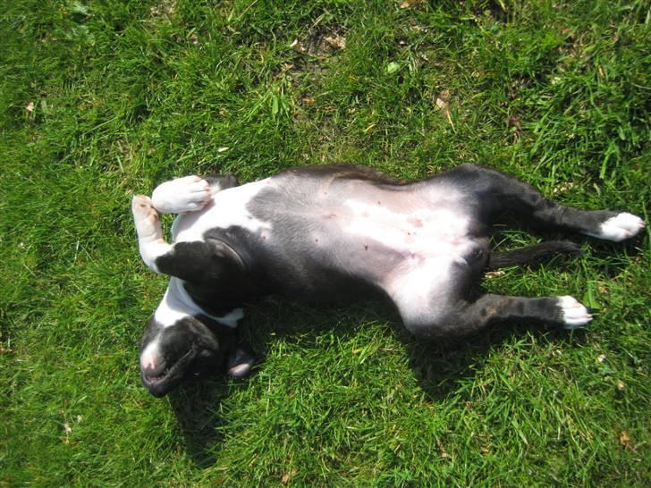 Staffordshire bull terrier Tøsen  - 11 uger, det er jo Maj ;o) billede 15