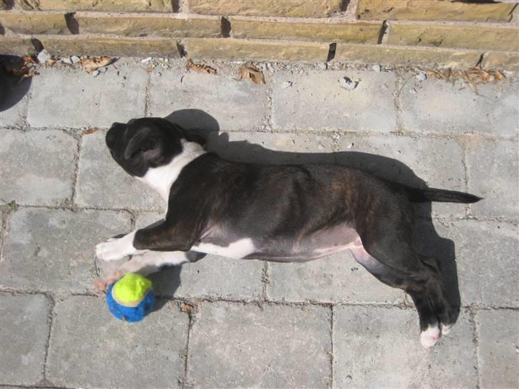 Staffordshire bull terrier Tøsen  - 11 uger, solbadning på terrassen billede 16