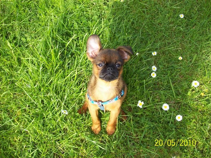 Griffon petit brabancon Hulbebo's Felix billede 10