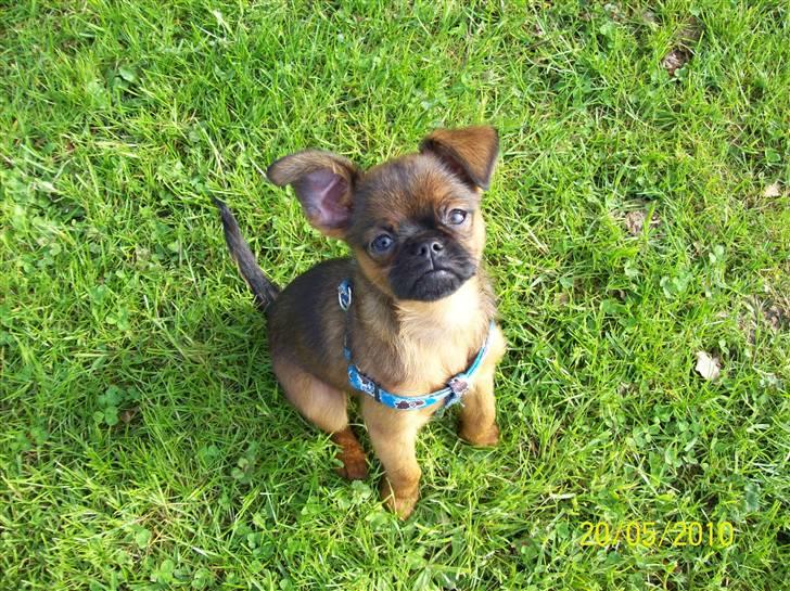 Griffon petit brabancon Hulbebo's Felix billede 11