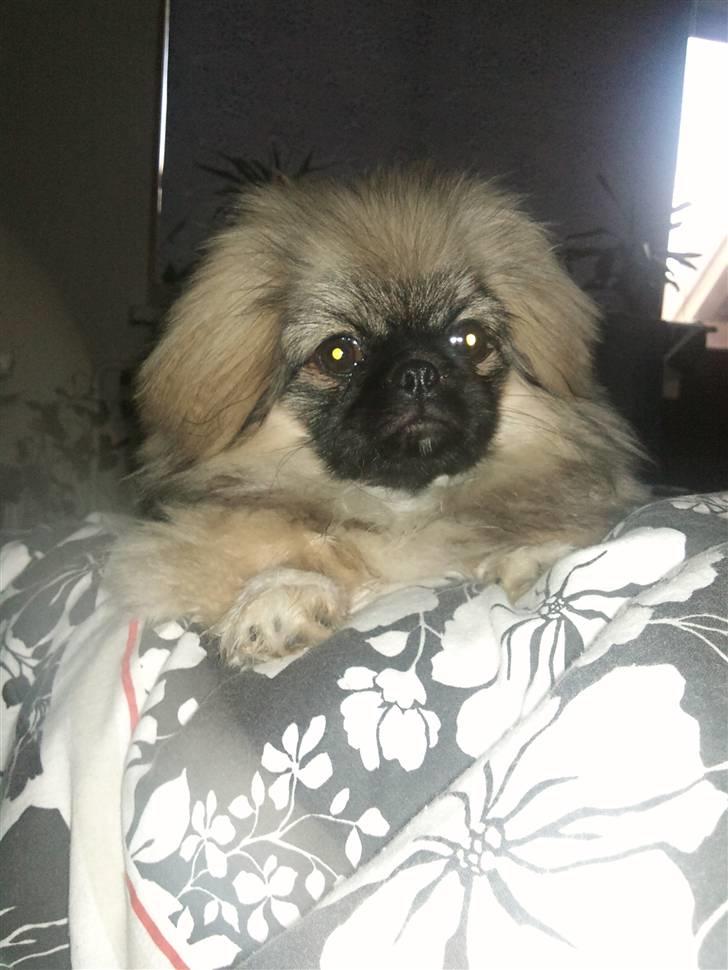 Pekingeser Luna billede 1