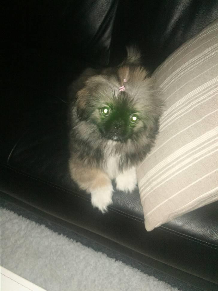 Pekingeser Luna billede 2