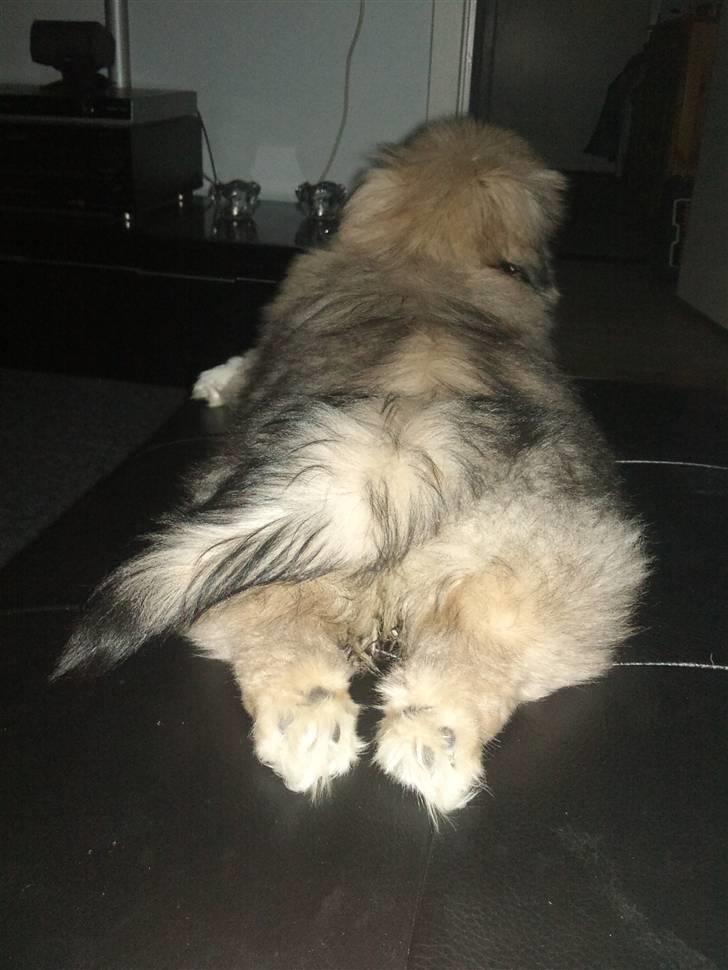 Pekingeser Luna billede 3