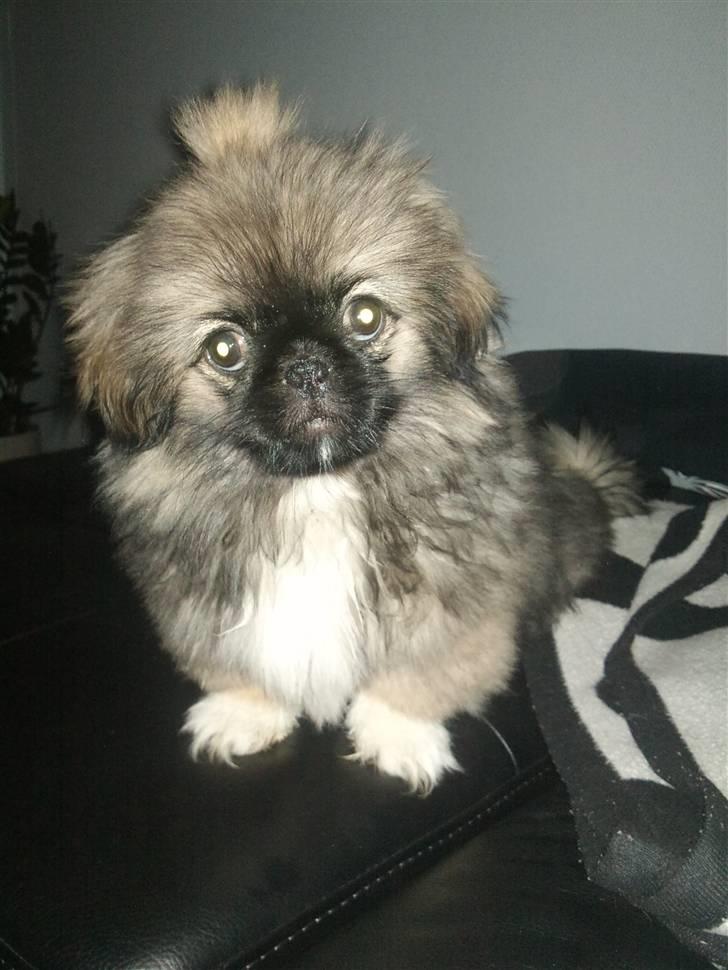 Pekingeser Luna billede 4