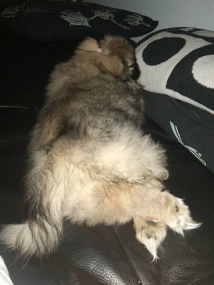 Pekingeser Luna billede 5