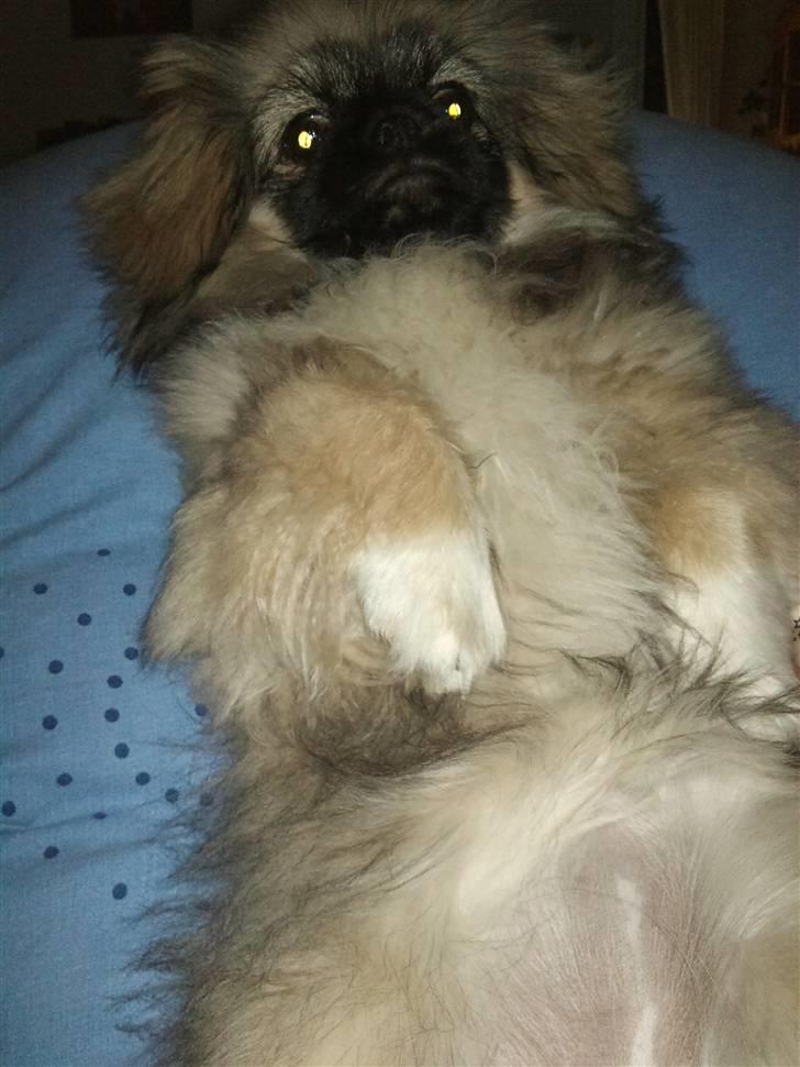 Pekingeser Luna billede 6
