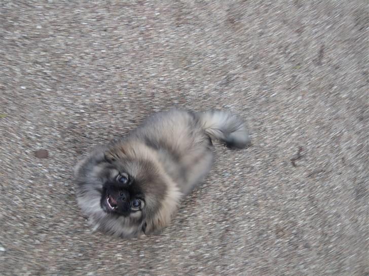 Pekingeser Luna billede 7