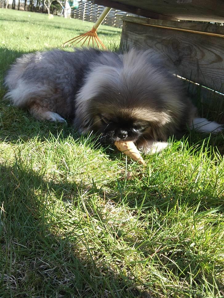 Pekingeser Luna billede 8